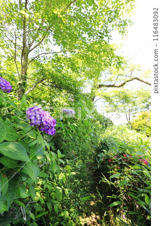 Hydrangeas at Kurobane Castle Ruins Park, Otawara City, Tochigi Prefecture 116483092