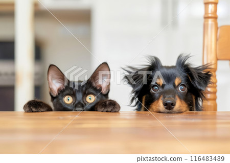 Curious cat and a funny dog rest their heads on a table, both peering over the edge 116483489