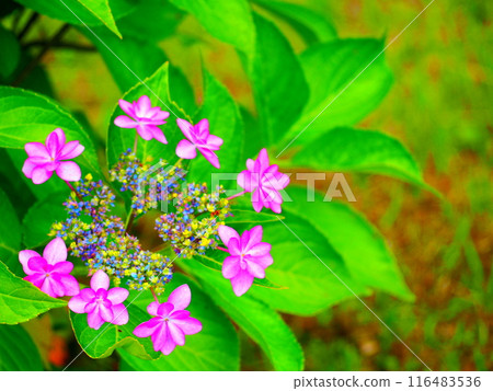 Small pink hydrangea flowers Small pink hydrangea flowers 116483536