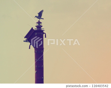 Silhouette of a seabird perched on a lighthouse in the evening with its wings spread Silhouette of a seabird perched on a lighthouse in the evening with its wings spread 116483542