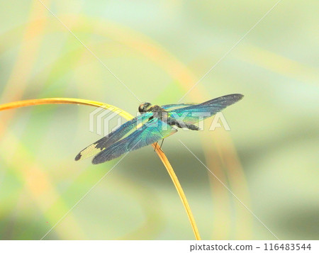 A dragonfly resting on a leaf by the lake 116483544