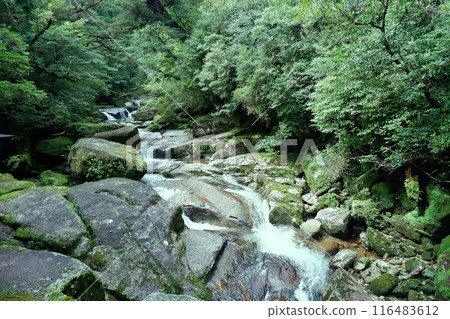 Scenery of Shiratani Unsuikyo Gorge (Yakushima) 116483612
