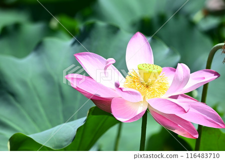 Landscape with lotus flowers 116483710