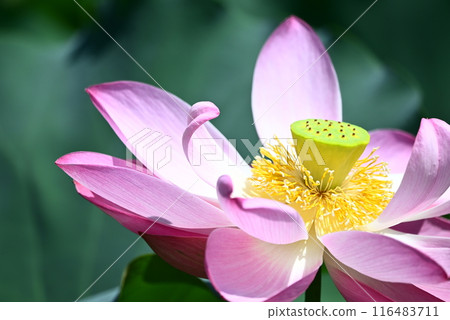 Landscape with lotus flowers 116483711