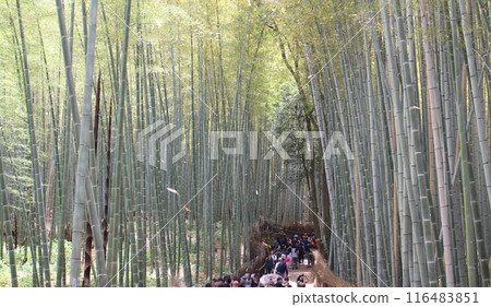 京都嵐山竹林小直徑 京都嵐山竹林小直徑 116483851