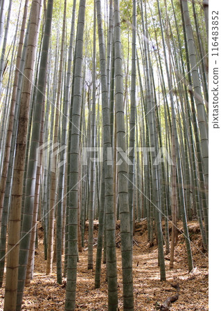 京都嵐山竹林小直徑 京都嵐山竹林小直徑 116483852