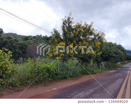 yellow flower of Cassia species on the side of the highway 116484020