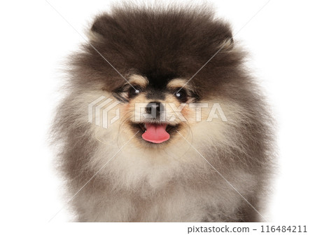 Close-up of a Pomeranian Spitz Puppy Close-up of a Pomeranian Spitz Puppy 116484211