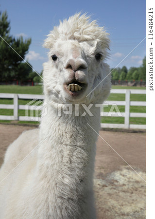 Funny Close-Up of a Curious Alpaca 116484215