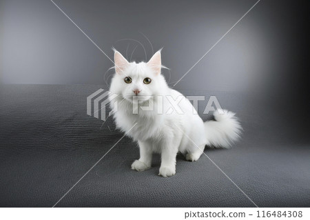 Cat. Cute cat looking at camera. Close up cat. Cute cat sitting on the bed at home. Selective focus. Background of a study. Cat on the bed. Cat on a cardboard box. Cat lying on the ground. Cat licking 116484308
