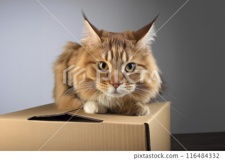 Cat. Cute cat looking at camera. Close up cat. Cute cat sitting on the bed at home. Selective focus. Background of a study. Cat on the bed. Cat on a cardboard box. Cat lying on the ground. Cat licking Cat. Cute cat looking at camera. Close up cat. Cute cat sitting on the bed at home. Selective focus. Background of a study. Cat on the bed. Cat on a cardboard box. Cat lying on the ground. Cat licking 116484332