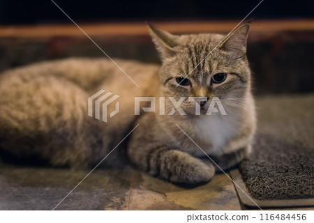 portrait of tabby gray cat sit and look at camera. Kitten at home portrait of tabby gray cat sit and look at camera. Kitten at home 116484456