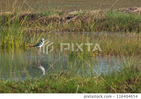 a black-winged stilt wading in a shallow pond. a black-winged stilt wading in a shallow pond. 116484654