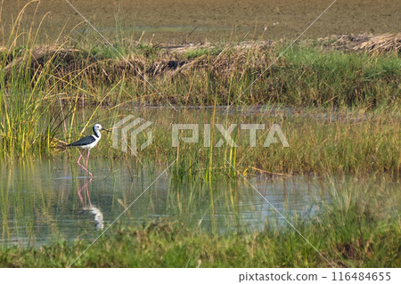a black-winged stilt wading in a shallow pond. 116484655