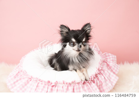 Chihuahua in bed with pink back 116484759