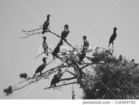 A group of great cormorants perching on a tree A group of great cormorants perching on a tree 116484792