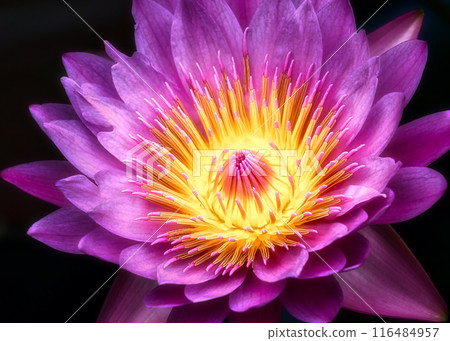 The true face of the red lotus The true face of the red lotus 116484957