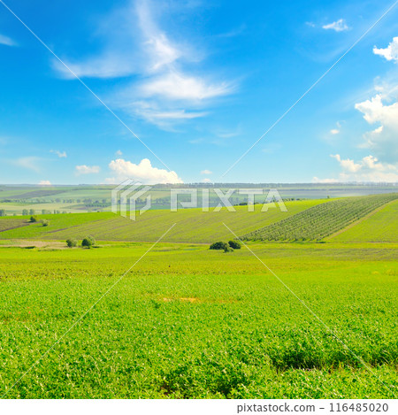 A field with green alfalfa and cloudy sky. A field with green alfalfa and cloudy sky. 116485020