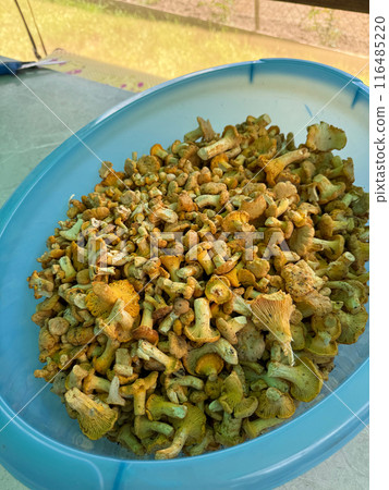 A basin with collected chanterelles. The mushrooms are cleaned and ready for processing. A basin with collected chanterelles. The mushrooms are cleaned and ready for processing. 116485220