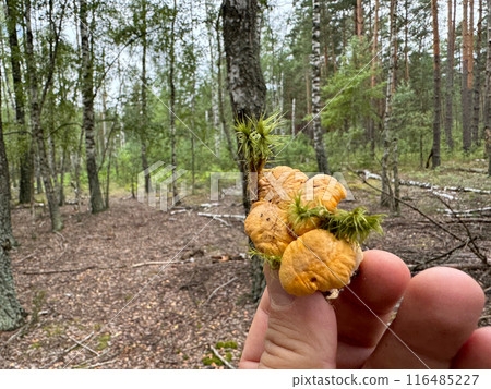 Freshly picked chanterelles in the hand of a mushroom picker against the background of a forest. Close-up. 116485227