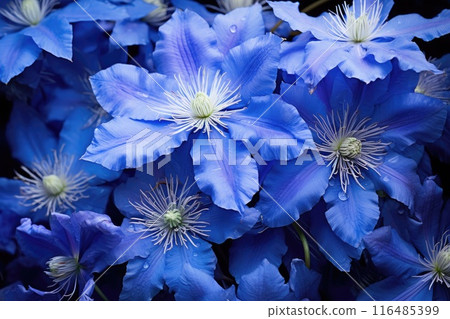 Blooming clematis in the garden. 116485399