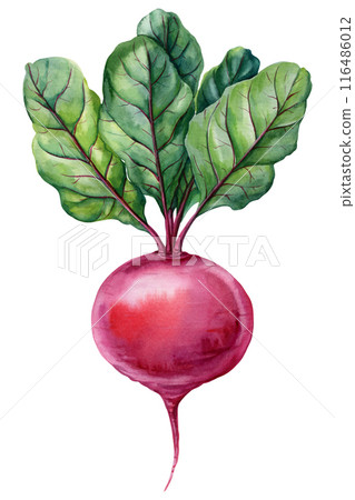 Beet with green leaves watercolor vegetable, organic food isolated on white. Hand drawn illustration beetroot fresh food Beet with green leaves watercolor vegetable, organic food isolated on white. Hand drawn illustration beetroot fresh food 116486012