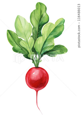 Radish watercolor vegetable on a white background. Food farm hand painted illustration isolated on a white background. Radish watercolor vegetable on a white background. Food farm hand painted illustration isolated on a white background. 116486013