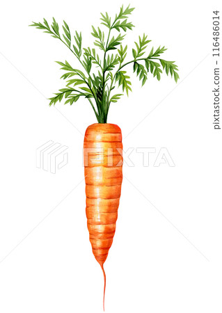 Carrot with green leaves watercolor isolated object, vegetable hand painted illustration isolated on a white background. Carrot with green leaves watercolor isolated object, vegetable hand painted illustration isolated on a white background. 116486014