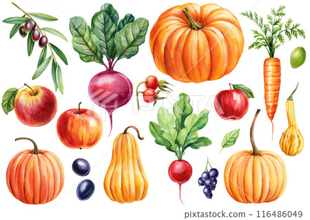 Pumpkins, Carrot, beet, apple, radish and olives isolated on white background, vegetable set hand painted illustration. Pumpkins, Carrot, beet, apple, radish and olives isolated on white background, vegetable set hand painted illustration. 116486049