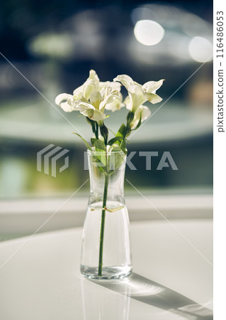Delicate fresh white lily flowers in a beautiful simple transparent glass vase on the table against the background of a defocused window with space to copy. High quality photo 116486053