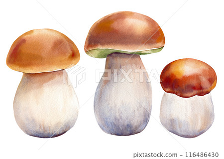 Mushrooms boletus clipart. Watercolor mushroom fall. Hand drawn mushroom design elements isolated on white background. 116486430