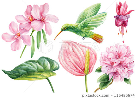 Tropical set hummingbird, rhododendron, pink flowers, palm leaves. Watercolor jungle flora hand drawn olated background Tropical set hummingbird, rhododendron, pink flowers, palm leaves. Watercolor jungle flora hand drawn olated background 116486674