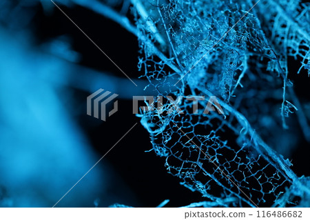 leaf, background, tree 116486682