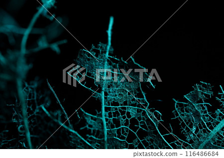 Texture of dried leaves on a black background, creepy, horror movie Texture of dried leaves on a black background, creepy, horror movie 116486684