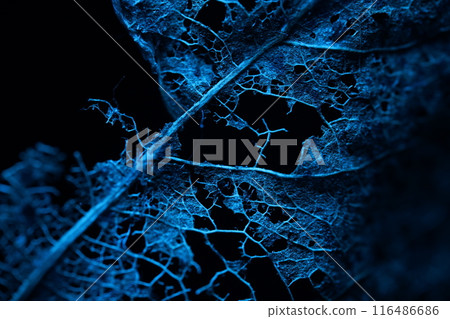 Texture of dried leaves on a black background, creepy, horror movie Texture of dried leaves on a black background, creepy, horror movie 116486686