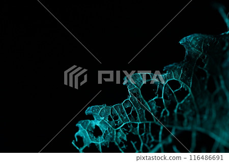 leaf, tree, crack 116486691