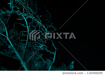 Texture of dried leaves on a black background, creepy, horror movie Texture of dried leaves on a black background, creepy, horror movie 116486699