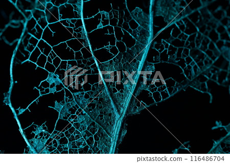 leaf, background, tree 116486704