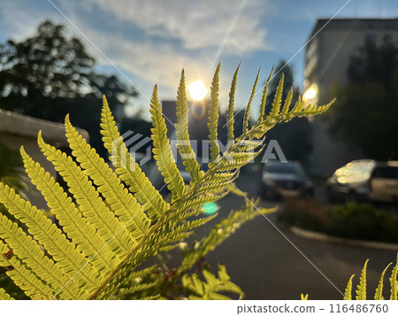 a fern leaf against the blue sky in summer a fern leaf against the blue sky in summer 116486760