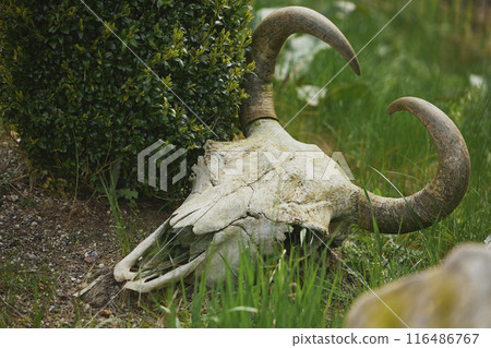 Old abandoned skull in grass. Scenery at Randers Tropical Zoo 116486767