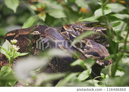 A huge snake is hiding in the bushes 116486868