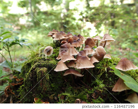 Ecological photograph of Toadstool mushroom 116487196