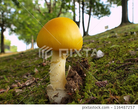 Ecological photograph of Amanita caesareus Ecological photograph of Amanita caesareus 116487257