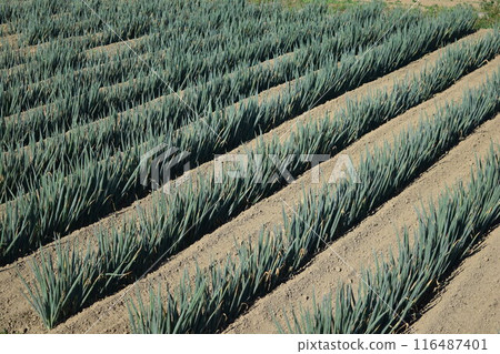 山形縣莊內蔥田 116487401