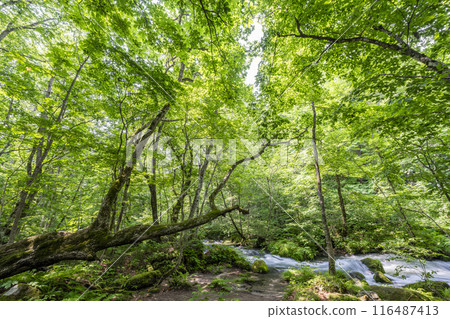 Summer Oirase Gorge, Ishigedo Rapids, Towada City, Aomori Prefecture Summer Oirase Gorge, Ishigedo Rapids, Towada City, Aomori Prefecture 116487413