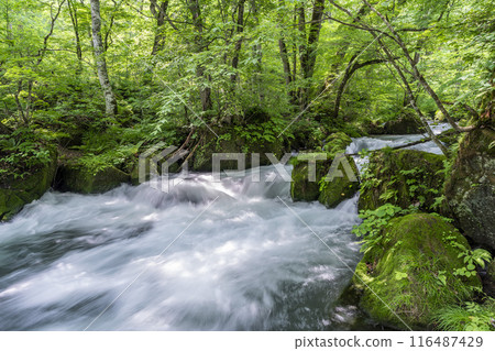 Summer Oirase Stream Asura Stream Towada City, Aomori Prefecture 116487429