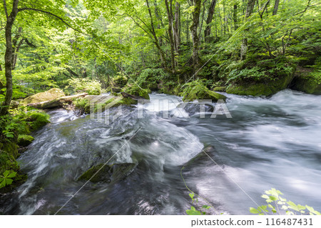 Summer Oirase Stream Asura Stream Towada City, Aomori Prefecture Summer Oirase Stream Asura Stream Towada City, Aomori Prefecture 116487431