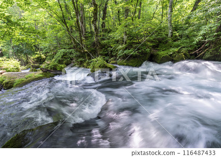 Summer Oirase Stream Asura Stream Towada City, Aomori Prefecture Summer Oirase Stream Asura Stream Towada City, Aomori Prefecture 116487433