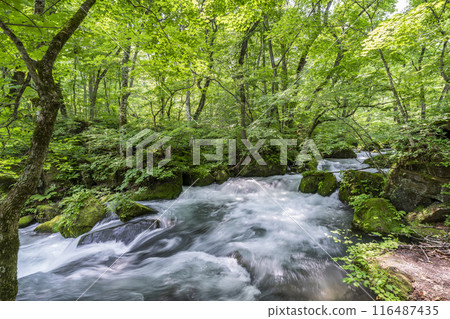 Summer Oirase Stream Asura Stream Towada City, Aomori Prefecture Summer Oirase Stream Asura Stream Towada City, Aomori Prefecture 116487435