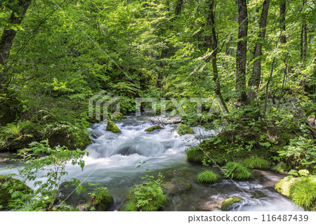 Summer Oirase Stream Asura Stream Towada City, Aomori Prefecture 116487439